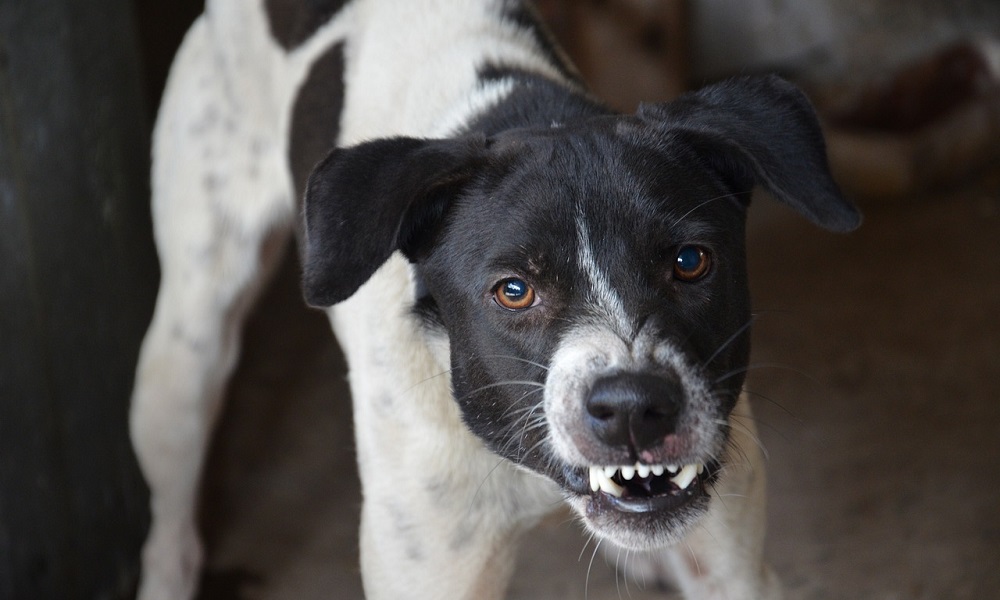 can pepper spray be used on dogs