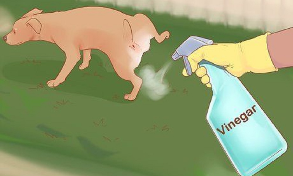 Keep Dogs off Couch Spray