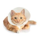 Make an E-Collar for a Cat
