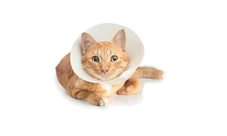 How to Make an E-Collar for a Cat?