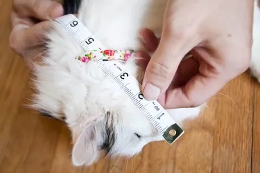 Measure The Tip of Your Cats