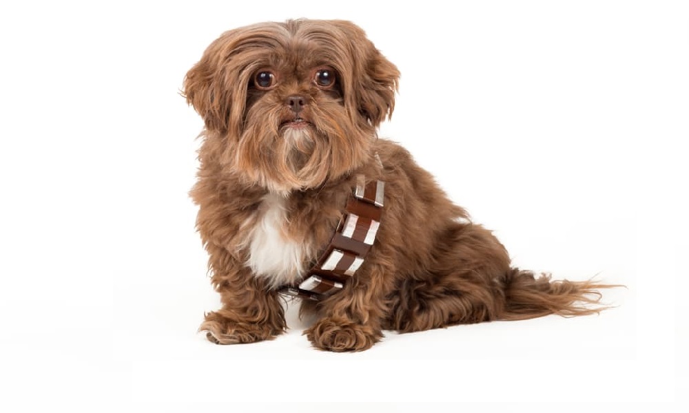 Our Favourite Star Wars Dog Names