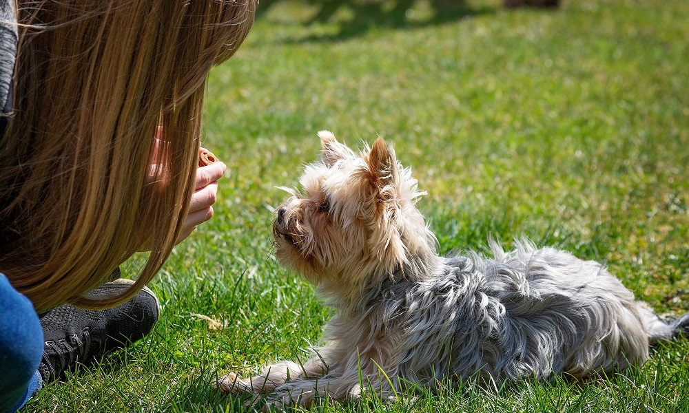 what-can-i-spray-to-keep-my-dog-from-peeing-in-the-house