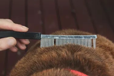 Use a Comb or Brush