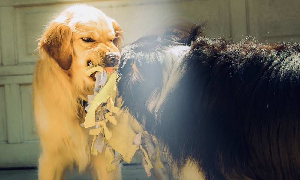 Use Pepper Sprays on Dogs