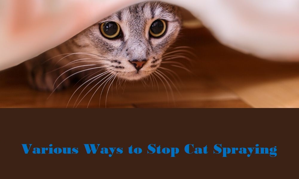 Various Ways to Stop Cat Spraying