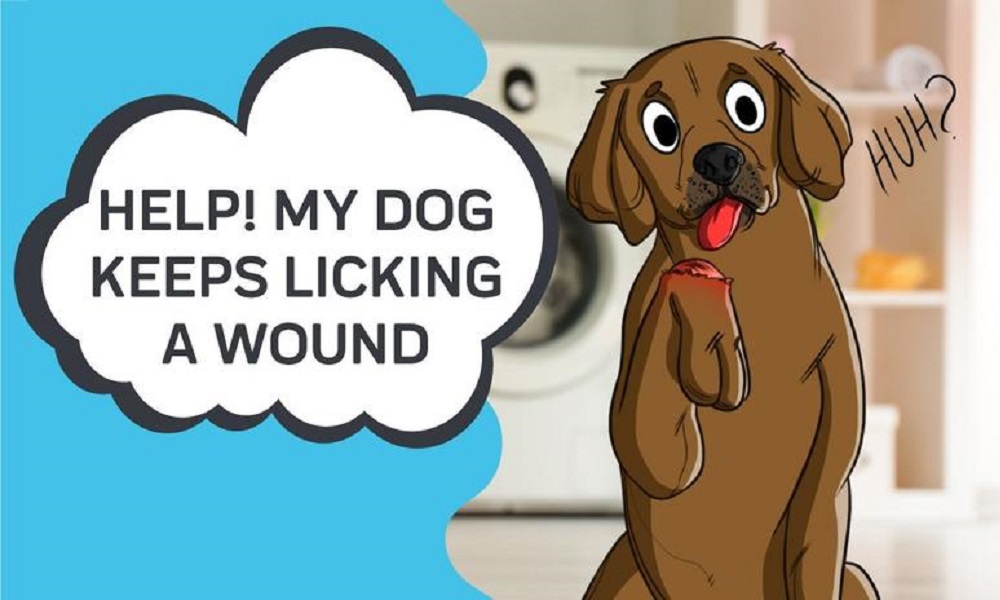 How to Stop Dog Licking Wound Without Collar? – Pet Guide Reviews