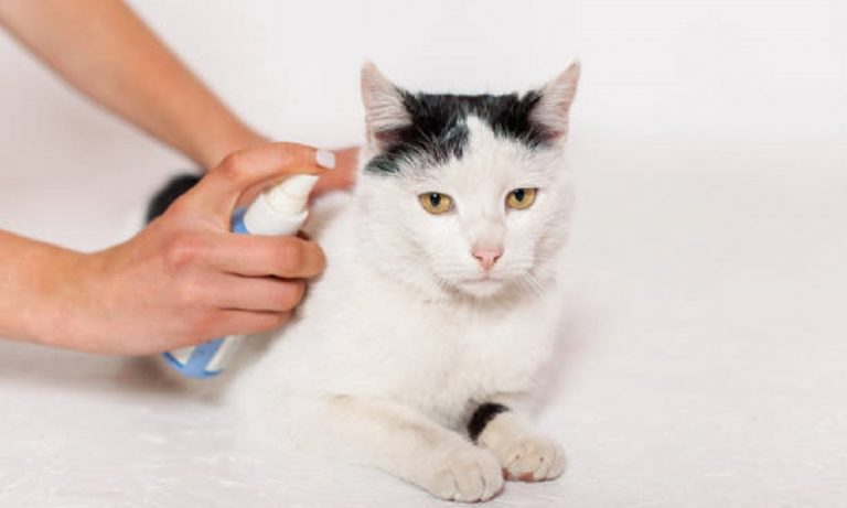 Why do Cats Spray and How to Stop?