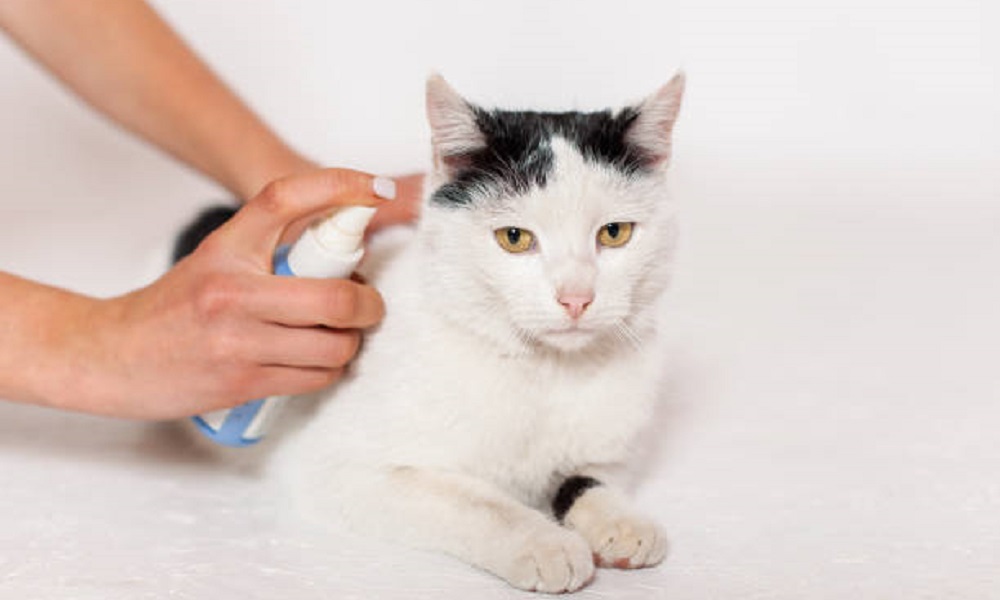 Why do Cats Spray and How to Stop? – Pet Guide Reviews