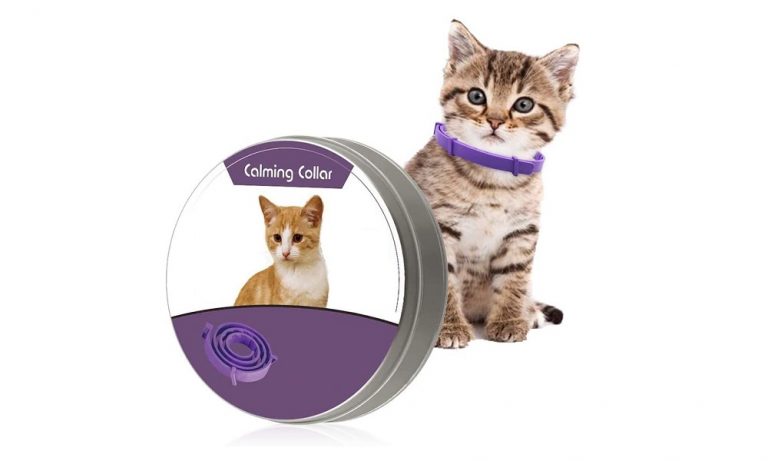 Best Calming Collars for Cats