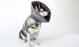 Best Cat Cone Collars