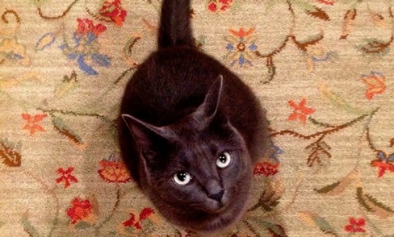 How to Get Cat Spray Out of Carpets?
