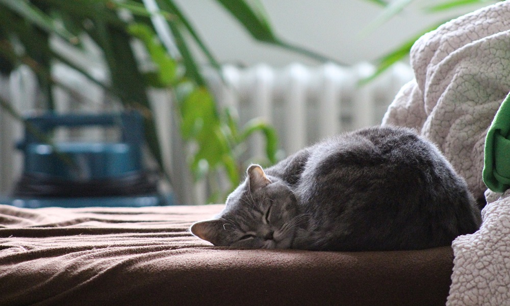 Cat Spray Out of Furniture