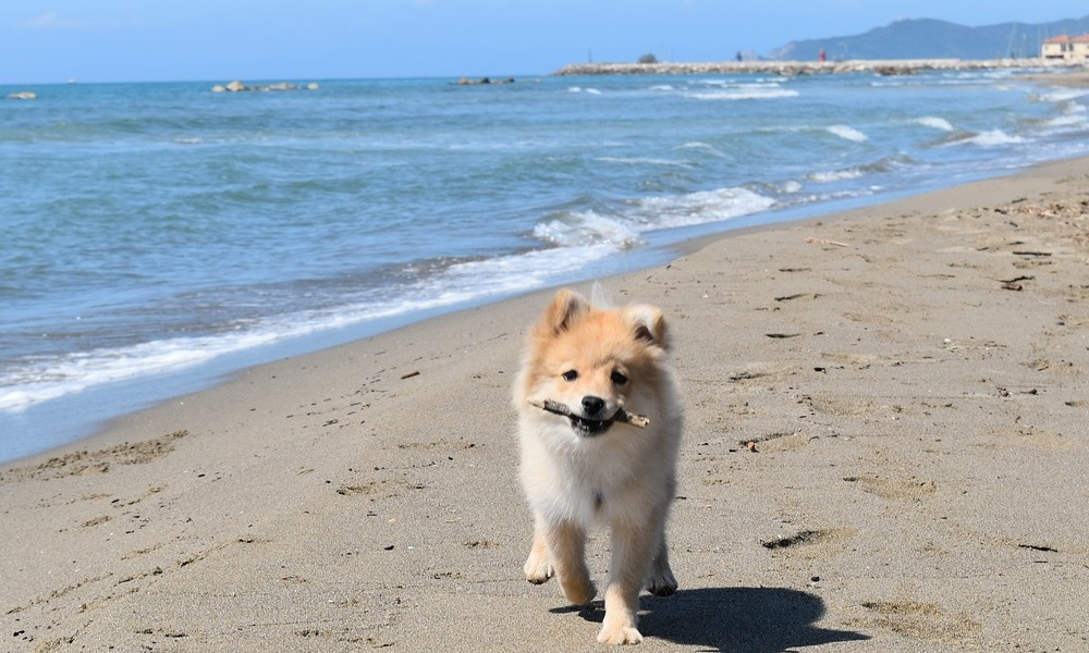 Cool Names for Pomeranian Dogs