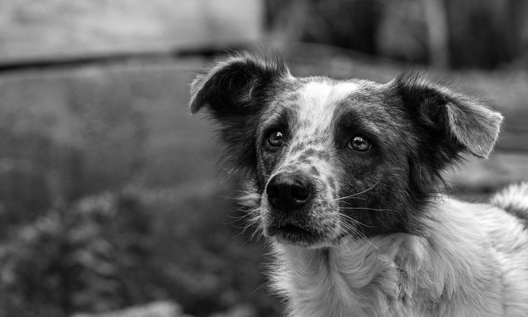 1000-black-and-white-dog-names-that-show-off-your-pup-s-big-personality