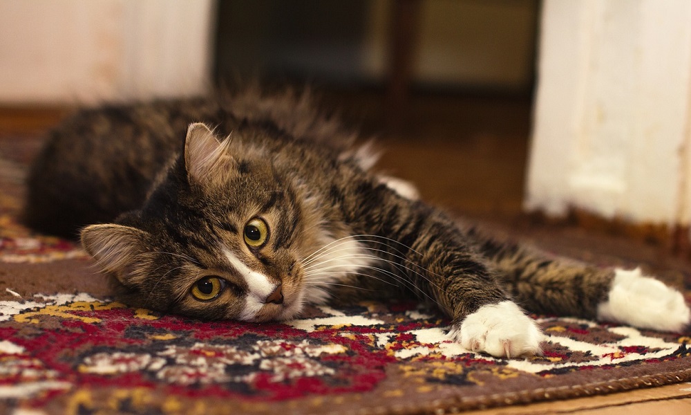 Remove Cat Spray from Carpet