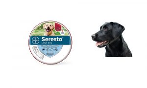 Seresto Flea Collar for Dogs Review