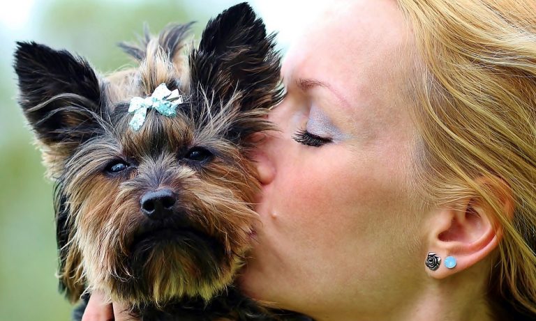 Yorkie Names – Perfect Ideas for Your New Family Members