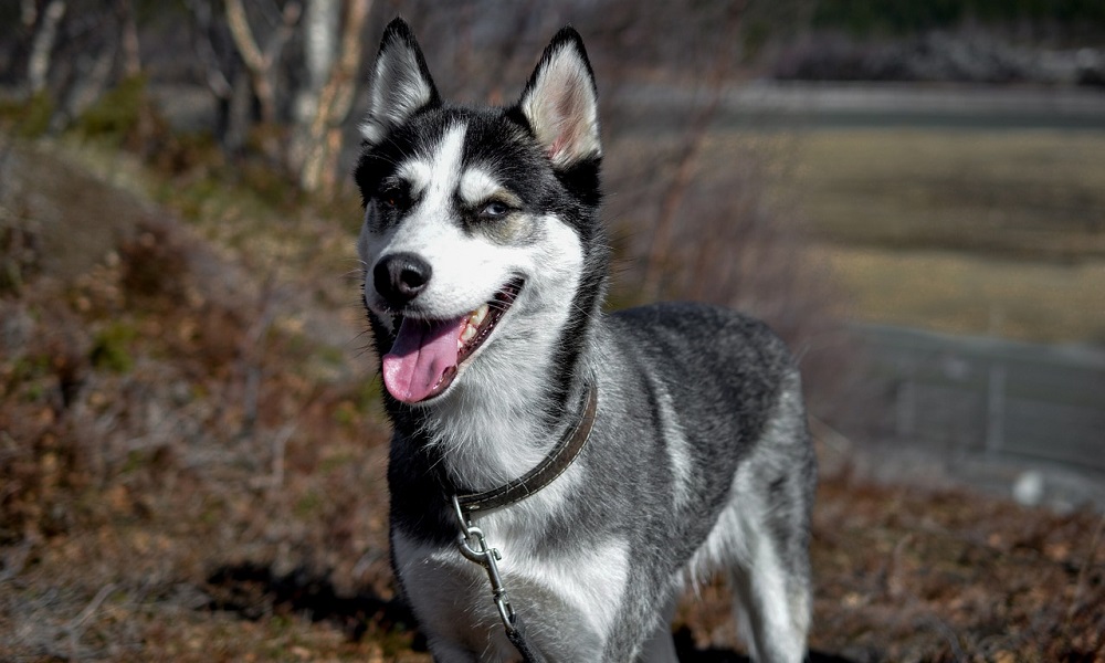 Unique Names for Husky Dogs