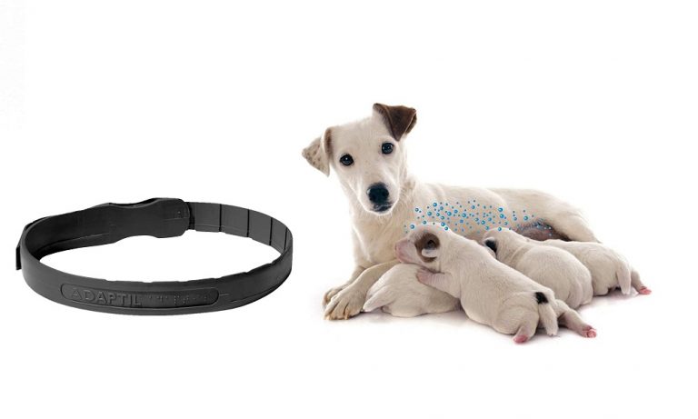 Adaptil Calming Collar for Dogs Review