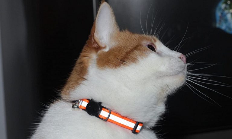 Best Cat Collar Bells of 2024: Make Your Cat Purr with Joy