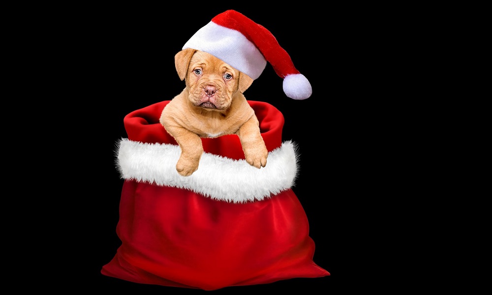 Best Christmas Dog Names