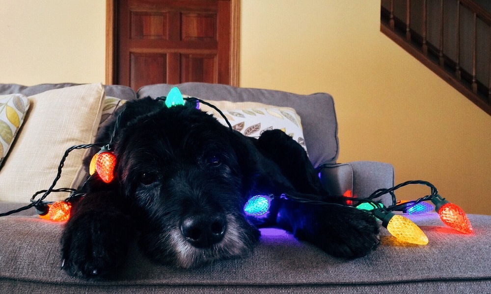 Christmas Dog Names Based on Holiday Songs and Singers