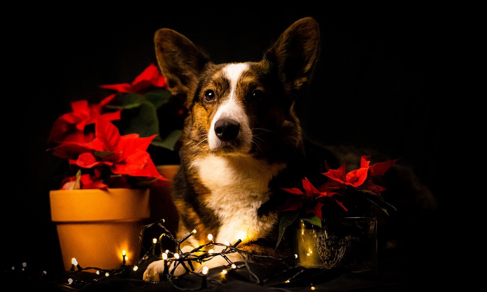 Christmas Dog Names Through Seasonal Inspiration