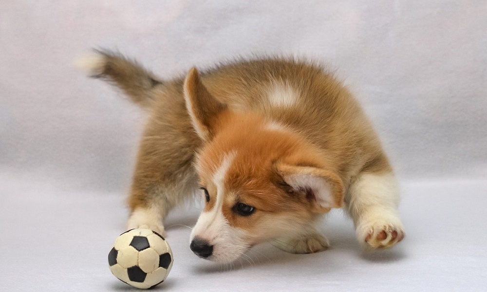 Corgi Names Based on Breed's Little Legs