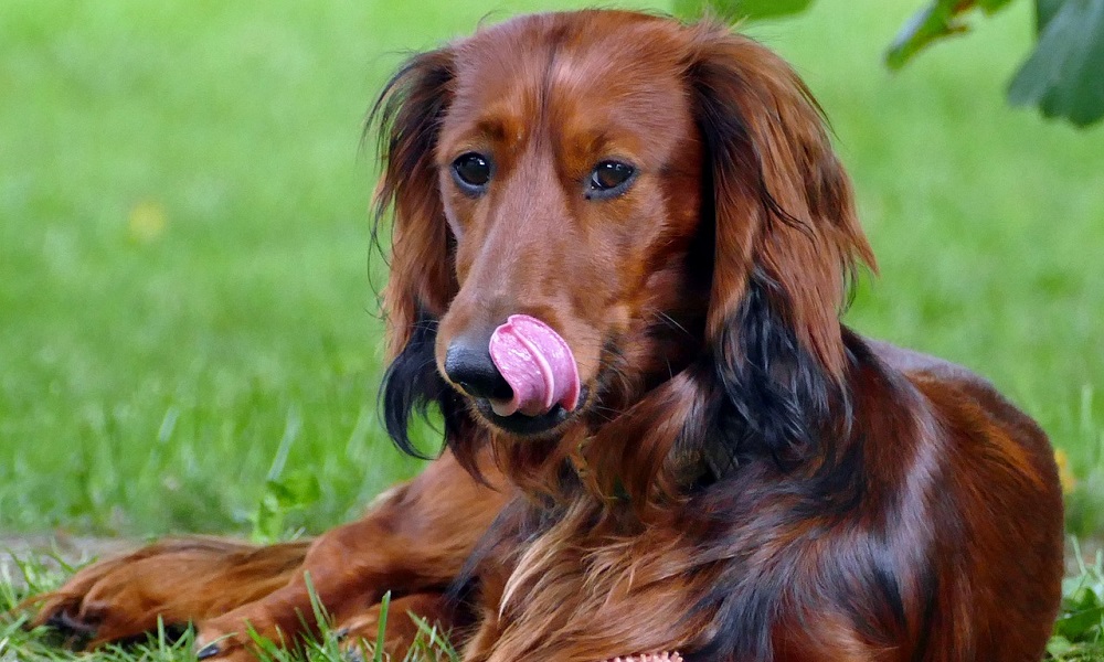 Dachshund Names Inspired by Long-Haired