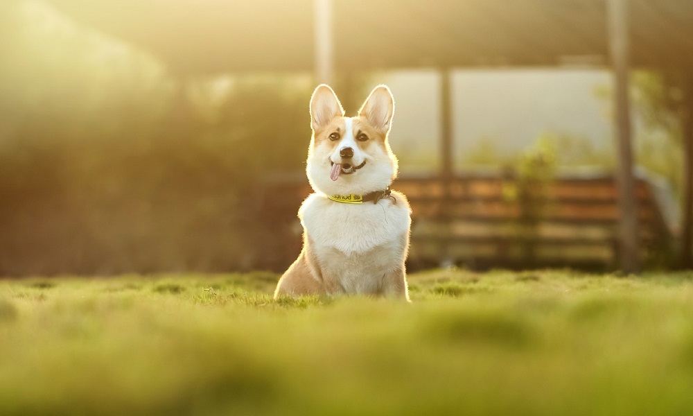 Famous Corgi Names