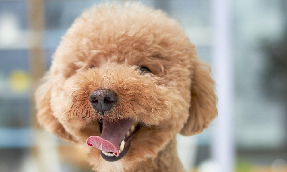 Funny Poodle Names