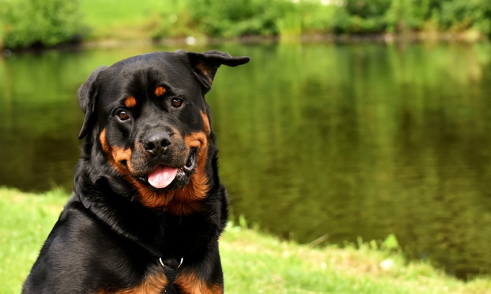 Funny Rottweiler Names