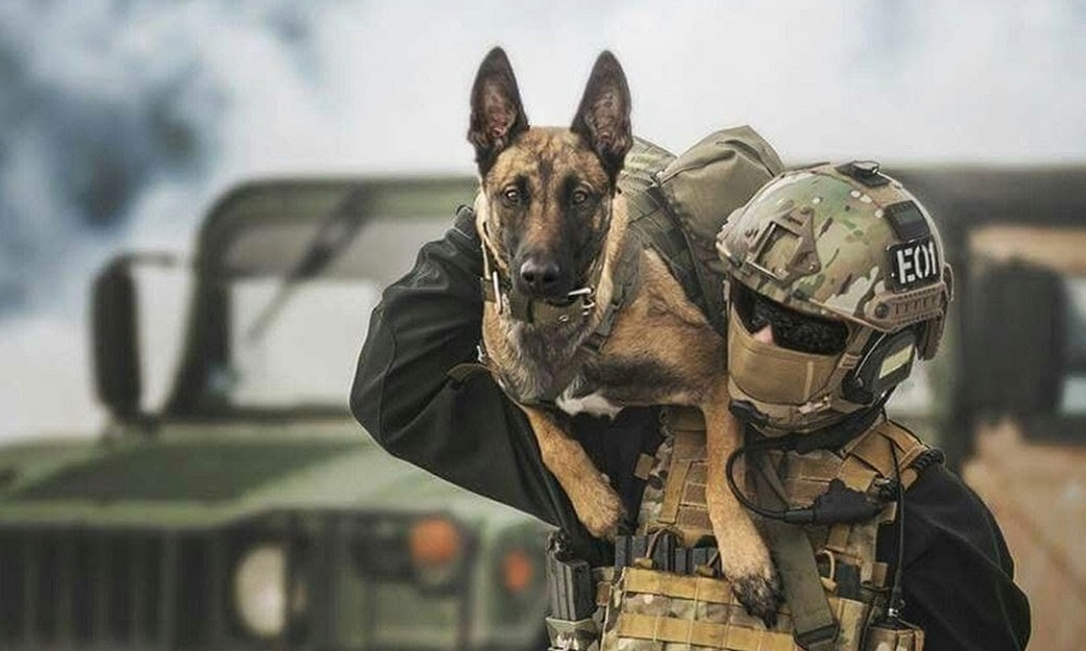 Male Military Dog Names