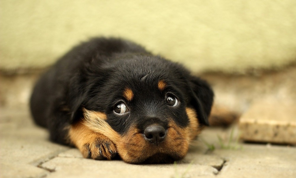 Male Rottweiler Names