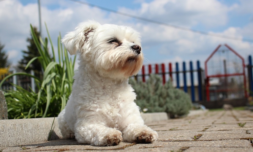 Maltese Dog Names Inspired by Historical