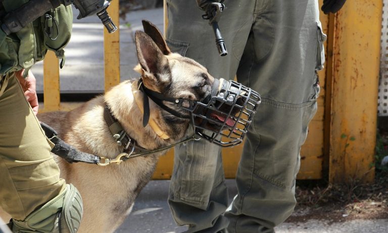 Military Dog Names for Fearless & Powerful Dogs