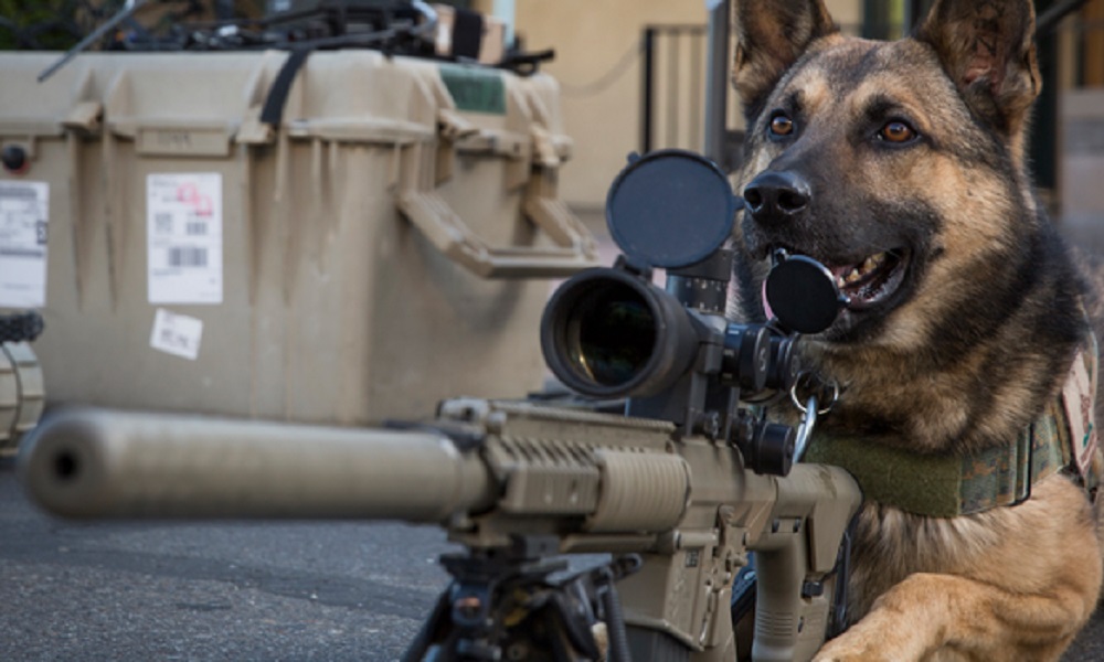 Military Dog Hero Names