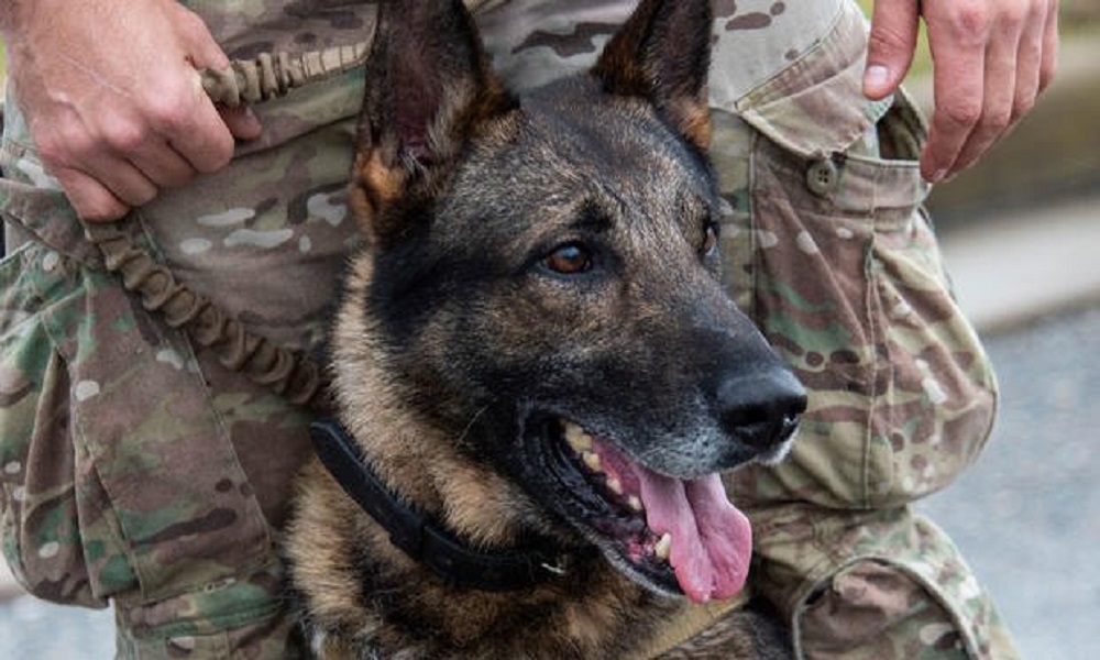 Military Dog Names Based on Codewords