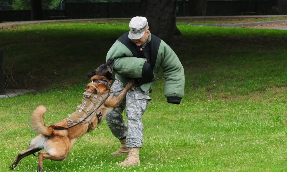 Military Dog Names Based on Warriors