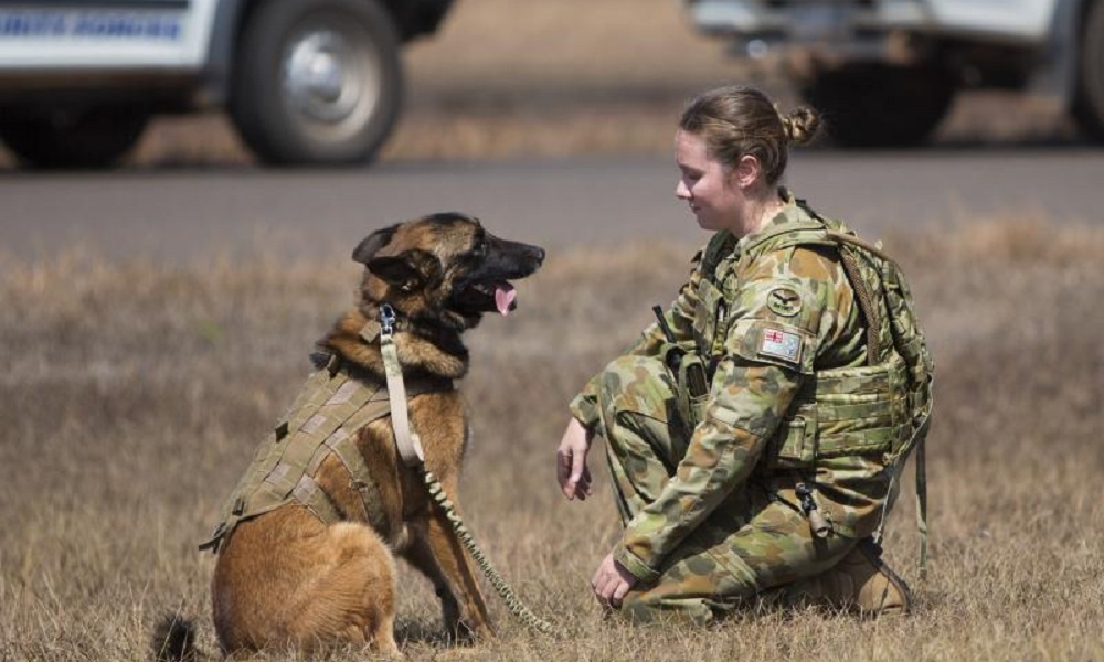 Military Dog Names Inspired by Gear, Equipment, and More