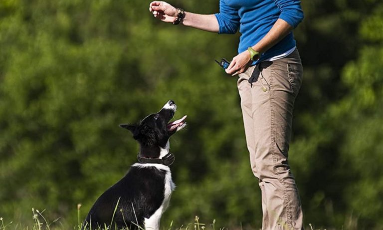 Mockins Remote Dog Training Collar Review