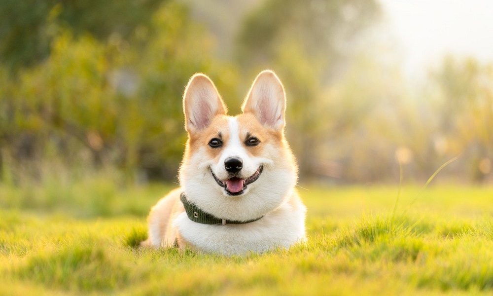 Most Popular Corgi Names