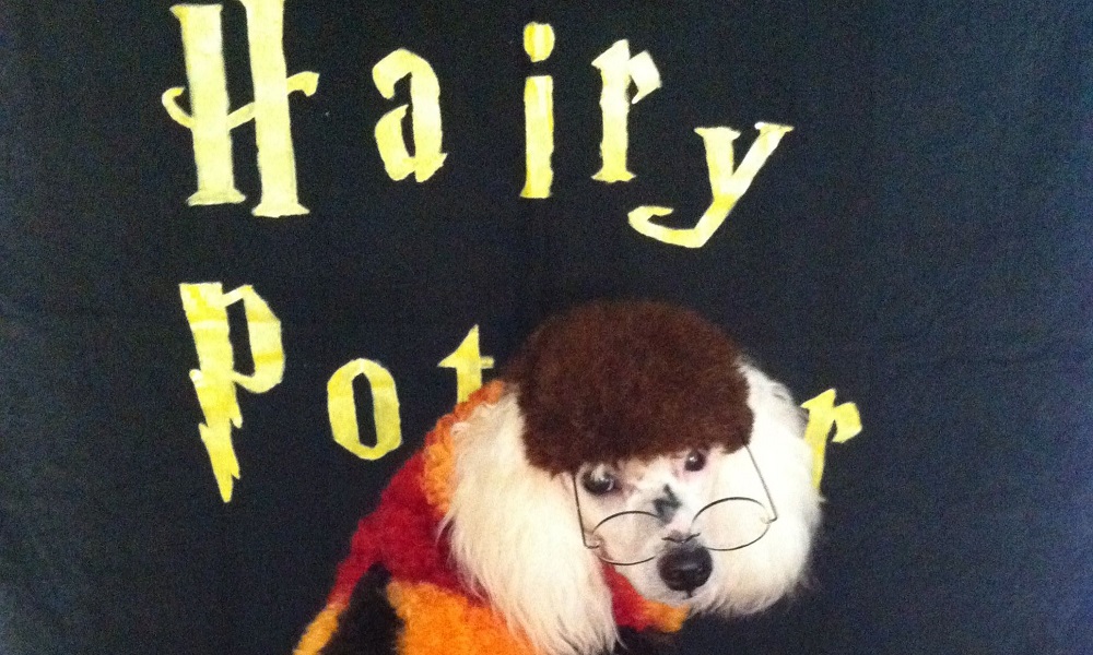 Poodle Names Inspired by Harry Potter