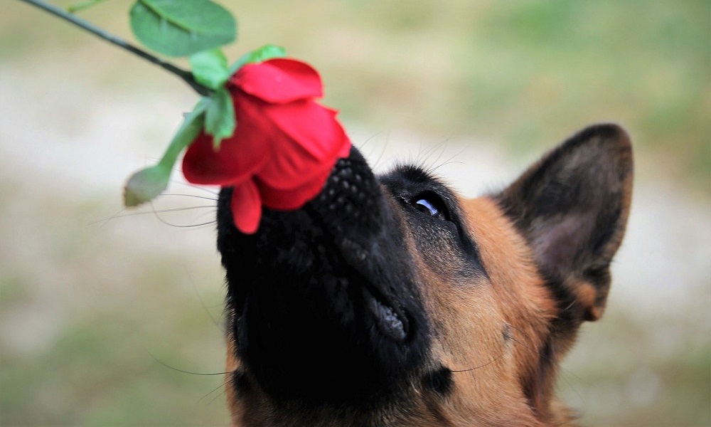 Red Dog Names Inspired by Flowers