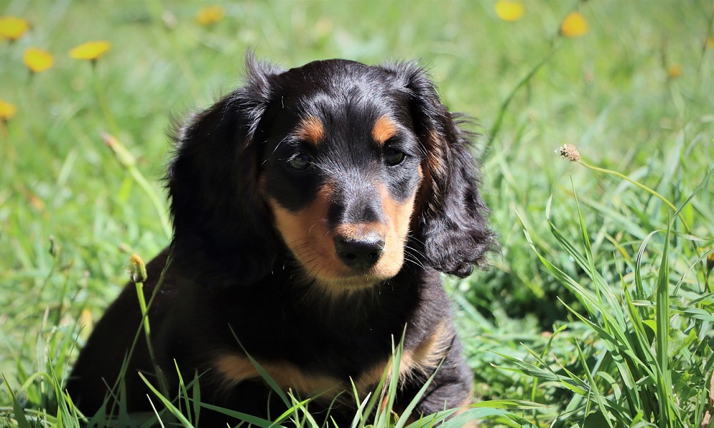 Sausage-inspired Names for Dachshunds