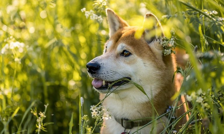 Shiba Inu Names for Your Little Furry Friends