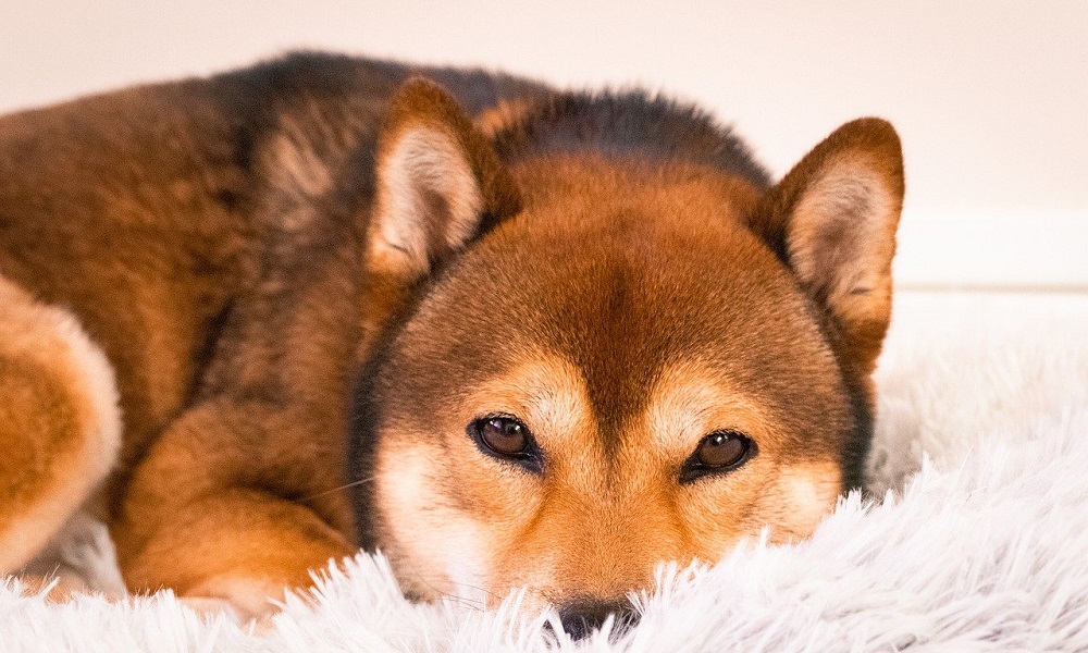 Shiba Inu Names Inspired by Animals
