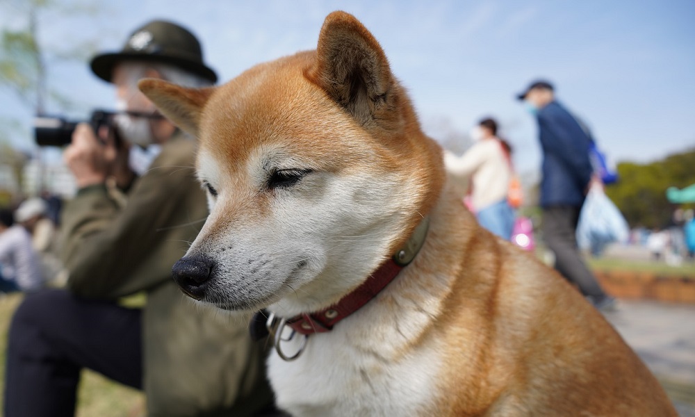 Shiba Inu Names Inspired by Pop Culture