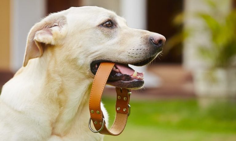Soft Touch Leather Padded Dog Collar Review